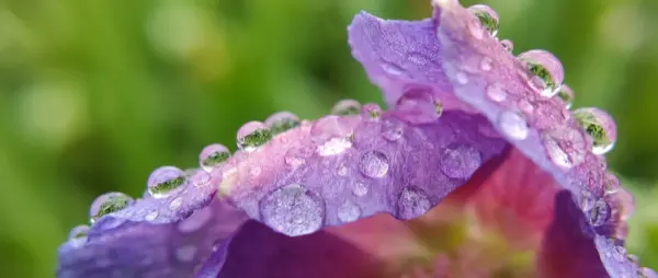 Macro Photography iPhone: Φωτογραφίζοντας Μικρόκοσμο